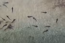 Video: Hàng trăm con cá mập báo xuất hiện gần bờ biển ở Mỹ