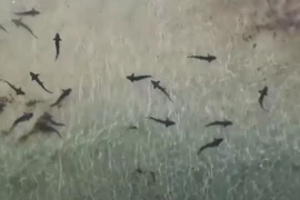 Video: Hàng trăm con cá mập báo xuất hiện gần bờ biển ở Mỹ