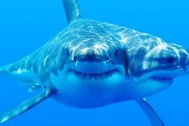 Sự xuất hiện ngày càng nhiều cá mập có hai đầu