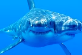Sự xuất hiện ngày càng nhiều cá mập có hai đầu