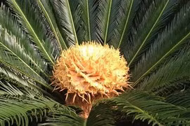 Thanh niên muối mặt vì khoe cây vạn tuế chục năm nở 1 lần