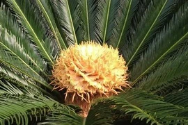 Thanh niên muối mặt vì khoe cây vạn tuế chục năm nở 1 lần