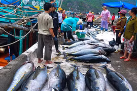 Làng câu cá ngừ đại dương kiếm 1.000 tỷ mỗi năm ở miền Trung