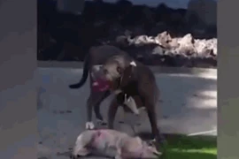 Video: Pitbull đoạt mạng chó nhà trước mặt chủ
