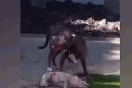Video: Pitbull đoạt mạng chó nhà trước mặt chủ