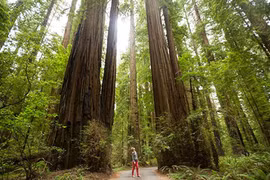 Những cây gỗ đỏ cổ xưa cao nhất thế giới