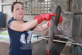 Nuôi cá sông quý hiếm đuôi đỏ như son, bán 300-450.000 đồng/kg