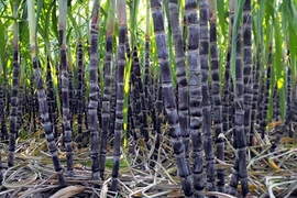 Dùng sai cách thực phẩm này trở thành "lưỡi hái tử thần"