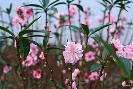 Dấu hiệu chứng tỏ năm mới nhà bạn gặp đại cát đại lợi