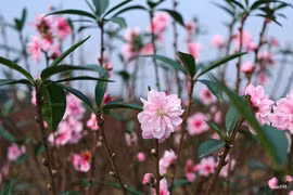 Dấu hiệu chứng tỏ năm mới nhà bạn gặp đại cát đại lợi