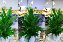 Không trồng cây này trong nhà đảm bảo bạn sẽ hối hận cả đời