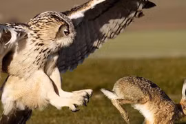 Video: Cận cảnh cuộc săn mồi của loài chim ăn thịt lớn và nguy hiểm nhất