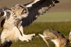 Video: Cận cảnh cuộc săn mồi của loài chim ăn thịt lớn và nguy hiểm nhất