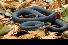 Top 5 loài động vật nguy hiểm nhất thế giới tự nhiên