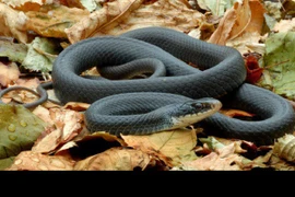 Top 5 loài động vật nguy hiểm nhất thế giới tự nhiên