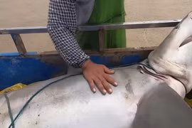 Video: Hai vợ chồng bất ngờ khi kéo lên một con cá mập lớn