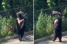 Video: Chú gấu đen hờ hững,dạo bước đi bằng 2 chân "ngắm cảnh"