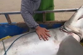 Video: Hai vợ chồng bất ngờ khi kéo lên một con cá mập lớn