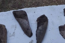 Phát hiện răng cá mập bạo chúa Megalodon thống trị biển cả 3 triệu năm trước