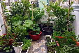 Mẹ 8X xinh đẹp khoe vườn quả sai trĩu trên sân thượng