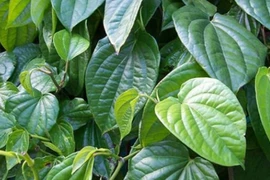 Bị những bệnh này dùng lá trầu không hiệu quả hơn