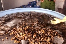 Hàng tấn ốc ngậm hóa chất ra thị trường