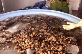 Hàng tấn ốc ngậm hóa chất ra thị trường