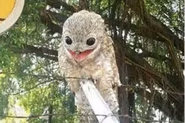 Phát hiện con vật đậu trên hàng rào, khi lại gần cô gái liền bỏ chạy