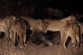 Video: 7 sư tử áp đảo bao vây nhím gai nhưng bất lực