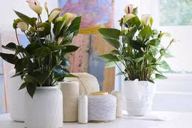 Đặt chậu cây cảnh ở đâu trong nhà thì tài lộc "vào như nước"? 