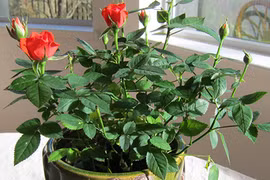 Trồng ngay cây này gia đình hạnh phúc tiền vào đếm không xuể