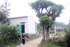 Vùng đất những cây duối cổ quý hiếm, cả làng giữ như giữ vàng