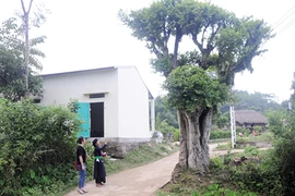 Vùng đất những cây duối cổ quý hiếm, cả làng giữ như giữ vàng