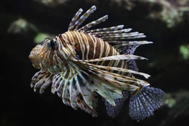 Sát thủ kịch độc sống ở vùng biển sâu che đậy bằng vẻ ngoài bắt mắt