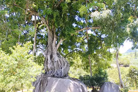 Bốn gốc lộc vừng trăm tuổi: Trả chục tỷ cả làng quyết không bán