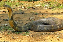 Chở rắn độc trên xe khách, bị xử lý ra sao?