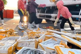 Cá hố trước chuyên xuất khẩu, giờ chỉ làm thức ăn chăn nuôi