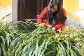 Địa lan kiếm Trần Mộng chỉ 7.000 đồng một cành