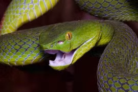 Phát triển thuốc giải nọc độc rắn trên cơ sở kháng thể đối với HIV