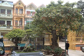 Kỳ lạ “cụ” lộc vừng “chửa” to bất thường giá 7 tỷ đồng Phú Thọ