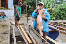 Video: Người Hà Tĩnh ôm lợn chạy lũ