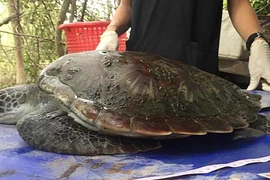 Rùa quý hiếm chết đau đớn vì đồ của con người làm tắc dạ dày