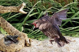 Video: Chim mẹ điên cuồng tấn công rắn kịch độc, trả thù cho con