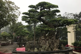 Chiêm ngưỡng cây sanh hàng trăm tuổi có giá triệu đô ở Hưng Yên