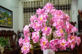 Loại hoa đẹp bày trong phòng khách giúp hút tài lộc