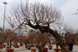 Cách chọn mua đào, quất tươi lâu suốt Tết Nguyên đán