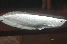 Vì sao cá rồng bạch kim có giá 9 tỷ đồng, đắt nhất thế giới?