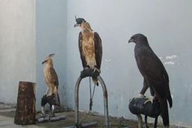 Cảnh báo mối nguy hại từ việc nuôi động vật hoang dã... làm cảnh