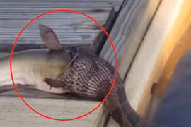 Video: Rắn ngoi lên mặt nước, 'khổ sở' khi nuốt cá lớn