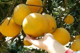 Cách bảo quản bưởi Diễn chuẩn để cả năm vẫn ngon